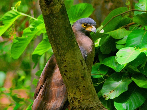 பாந்தவ்கார் தேசிய பூங்கா