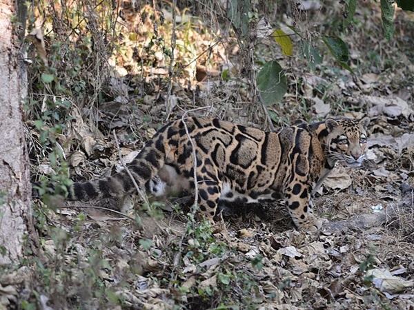 கலாச்சாரத்தலைநகர்