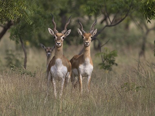 கல்சுபாய் ஹரிஷ்சந்திரகாட் காட்டுயிர் சரணாலயம் 