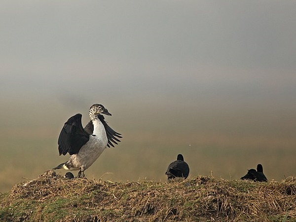 பறவைகளின் புகலிடம் 
