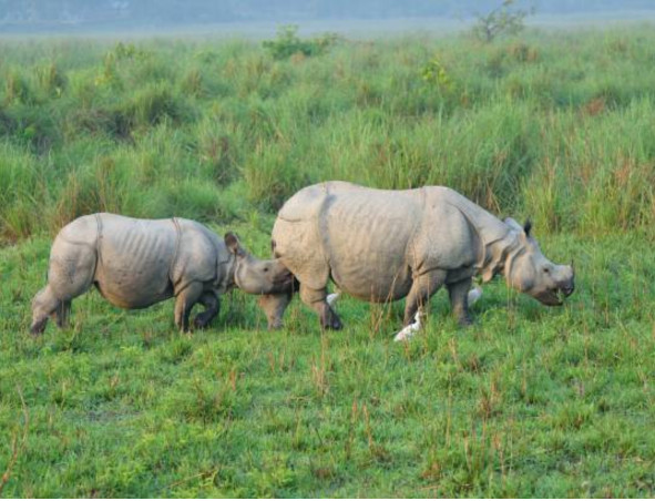 kaziranga National Park 