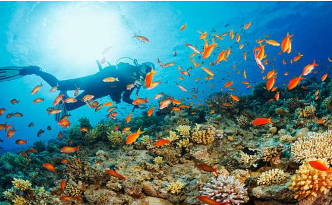 goa- scuba -diving