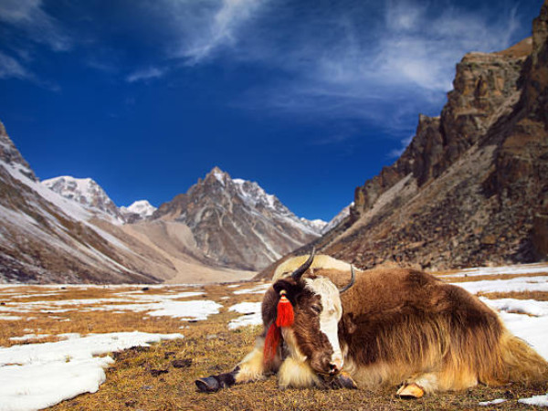bhutan3