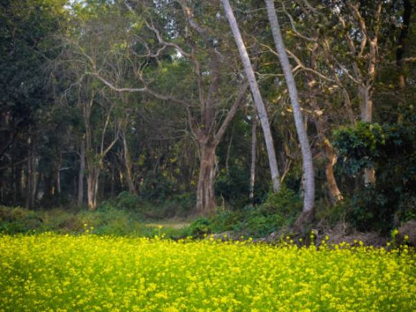 மவ்லின்னாங்கின் சிறப்பம்சங்கள்