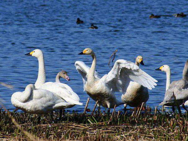 புதிதாக சேர்க்கப்பட்ட இந்திய ராம்சார் தளங்கள்