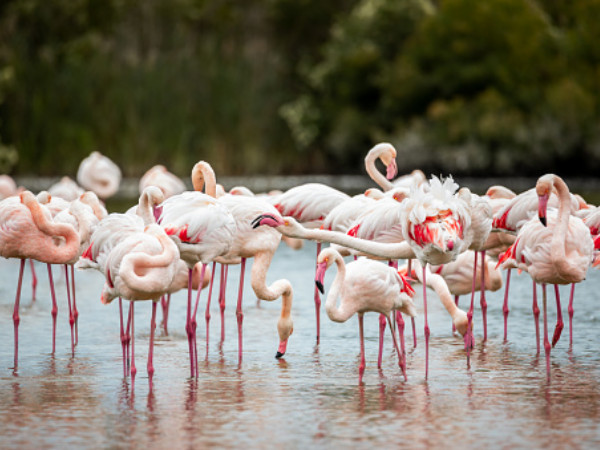 புலிகாட்