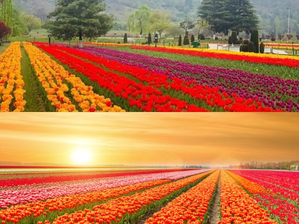 துலிப் கார்டன் – ஆம்ஸ்டர்டாம், நெதர்லாந்து