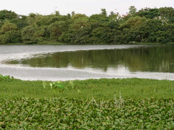 அரிய பறவைகளைக் காணலாம் அரிய பறவைகளைக் காணலாம்
