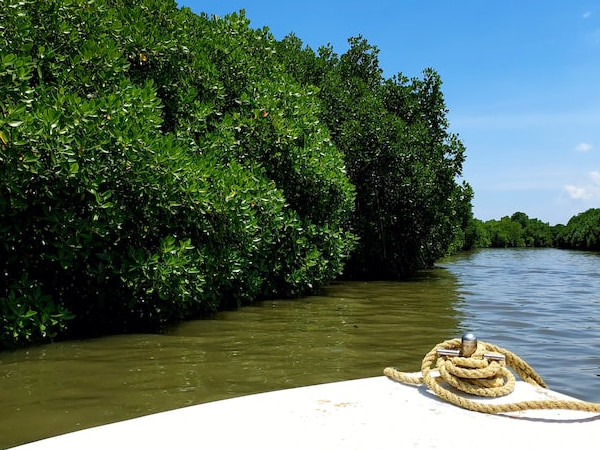 பிச்சாவரம் சதுப்புநிலக் காடுகள்