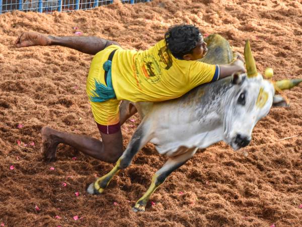 Pongal