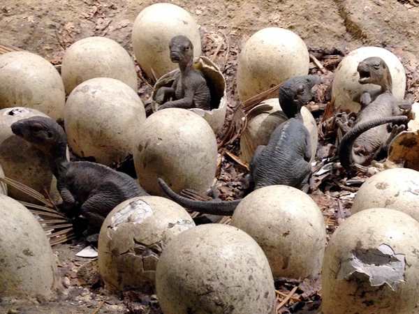 பறவைகளை போல செயல்படும் டைட்டானோசர்கள்