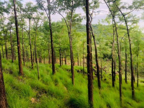 காஞ்சனகிரி மலைகள்