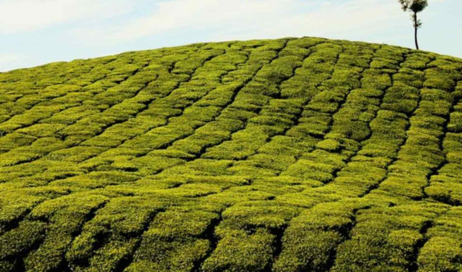 coorg2