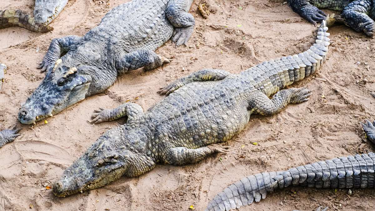 crocodile bank crocodile bank
