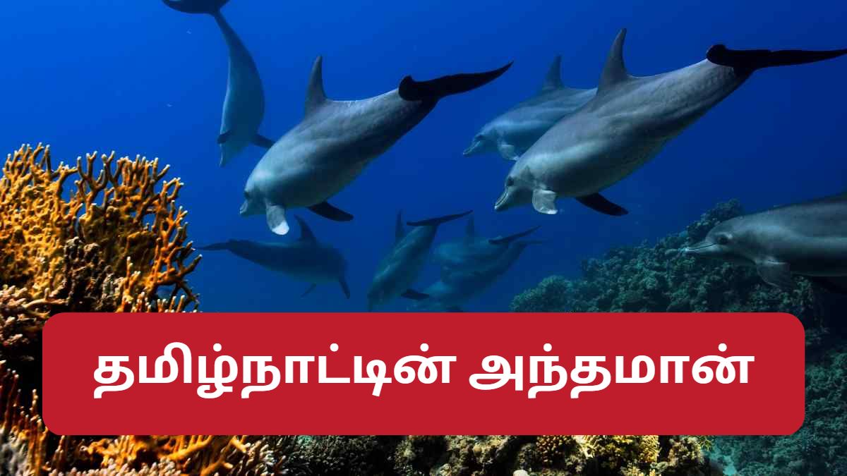 krusadai island krusadai island