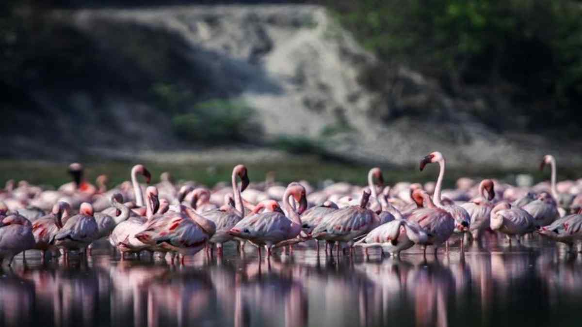 pulicutlake1 pulicutlake1