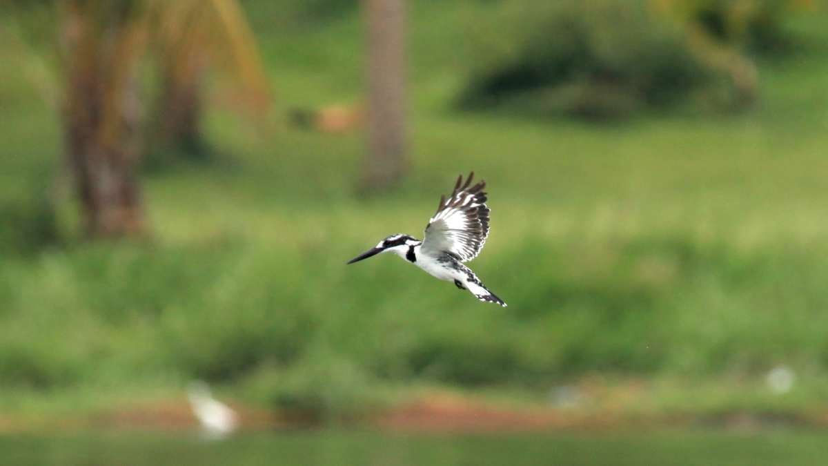 Vedanthangal bird sanctuary Vedanthangal bird sanctuary