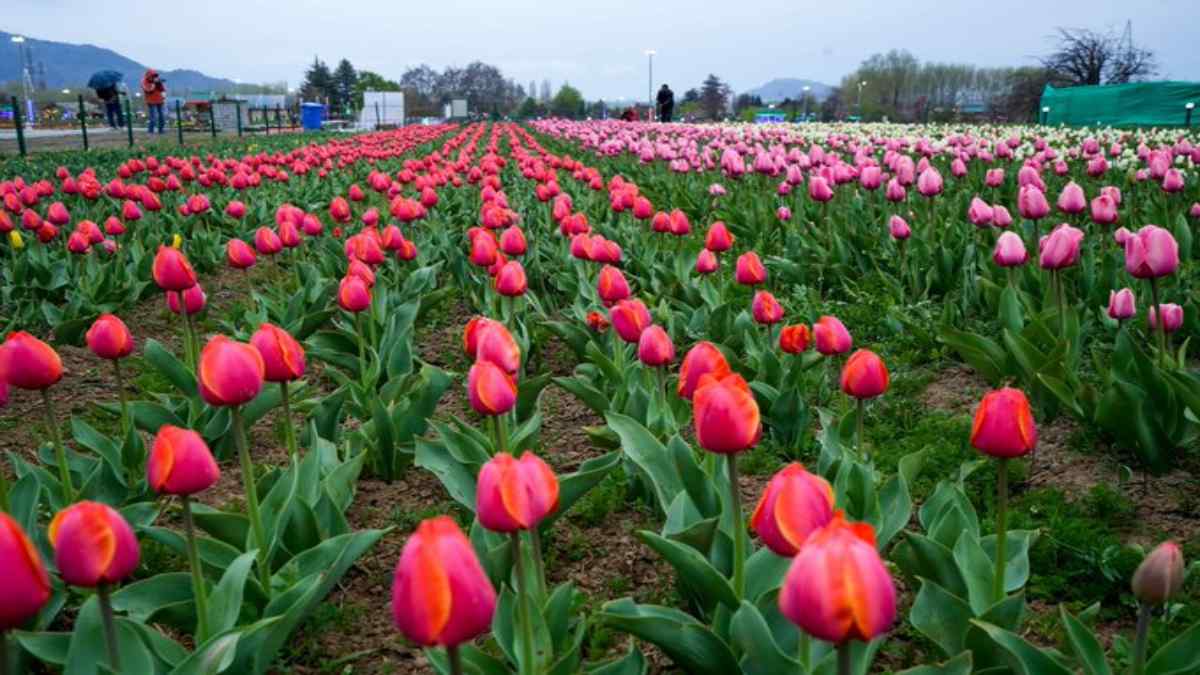 indiragandhitulipgarden indiragandhitulipgarden