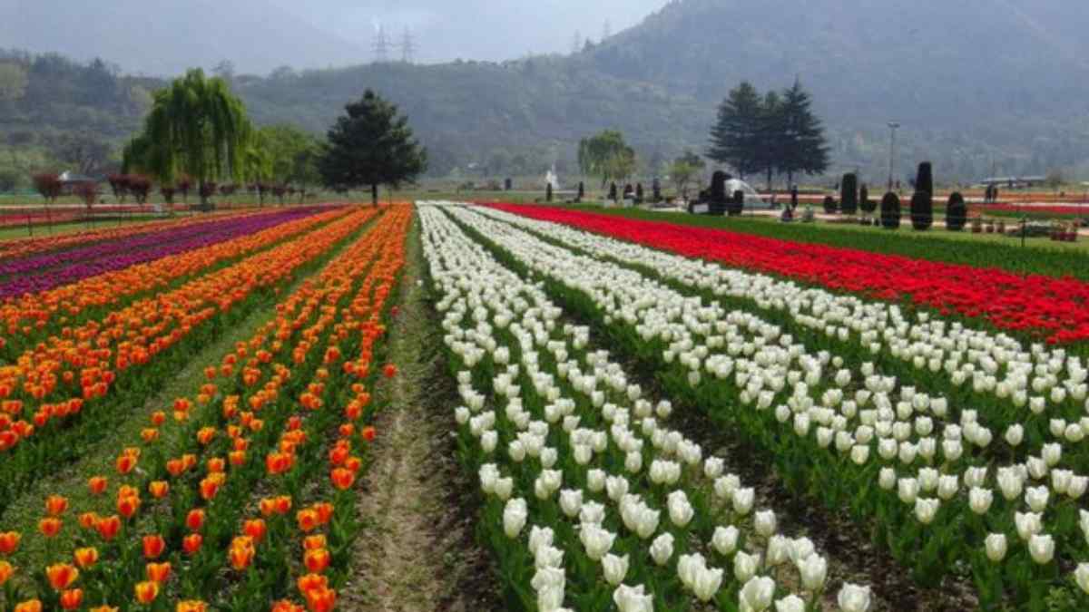 indiragandhitulipgarden indiragandhitulipgarden