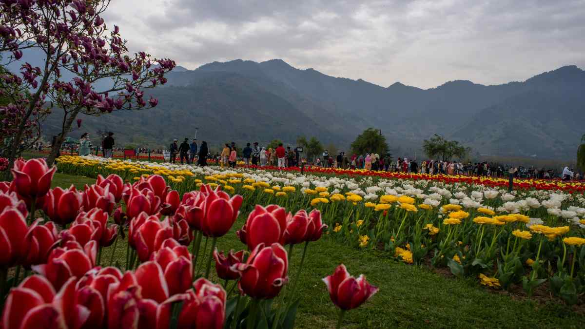 indiragandhitulipgarden indiragandhitulipgarden