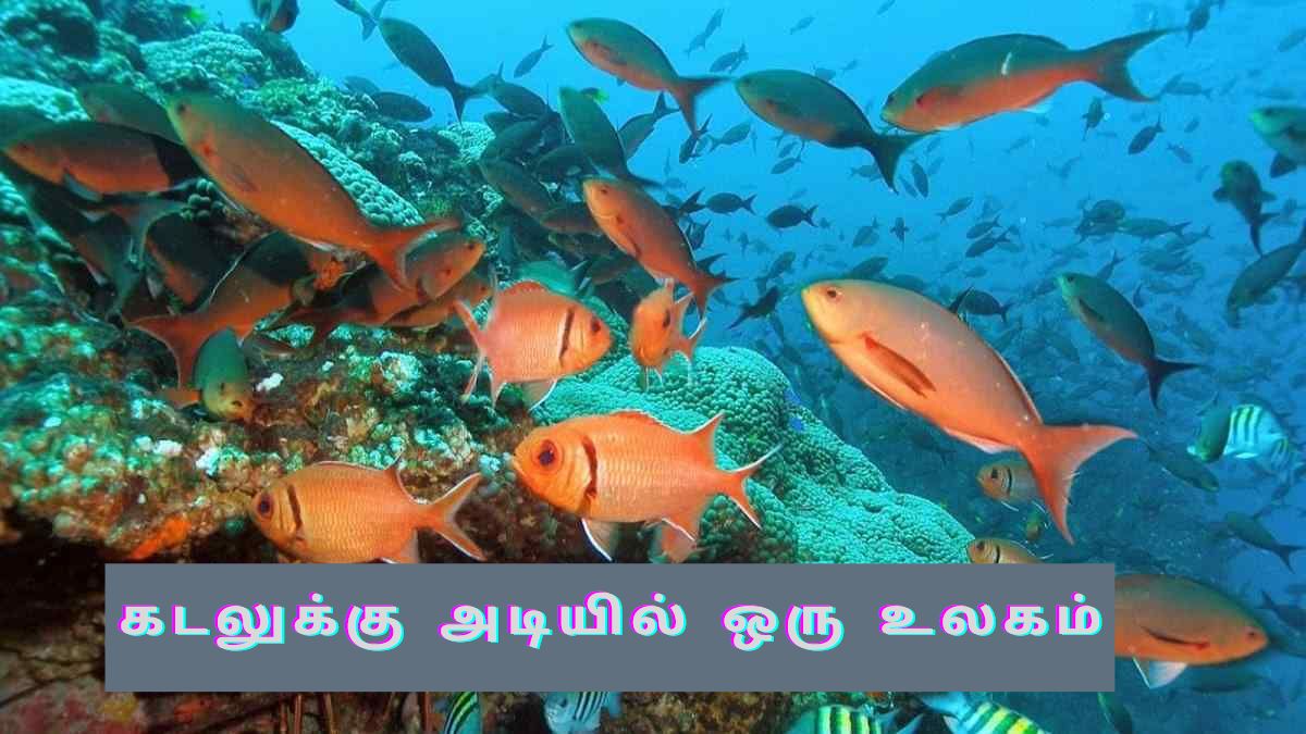 aquanationalprkcover