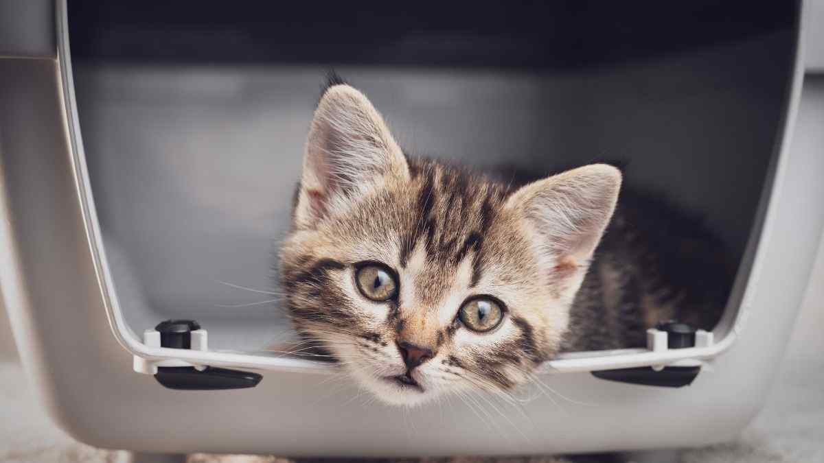 bookticketsfortheirpetdogsandcats