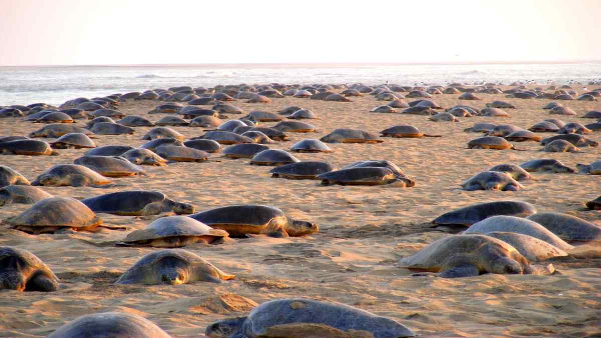 gahirmathamarinesanctuaryodisha1