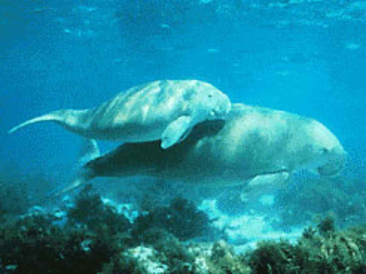 gulfofmannarmarinenationalparktamilnadu1