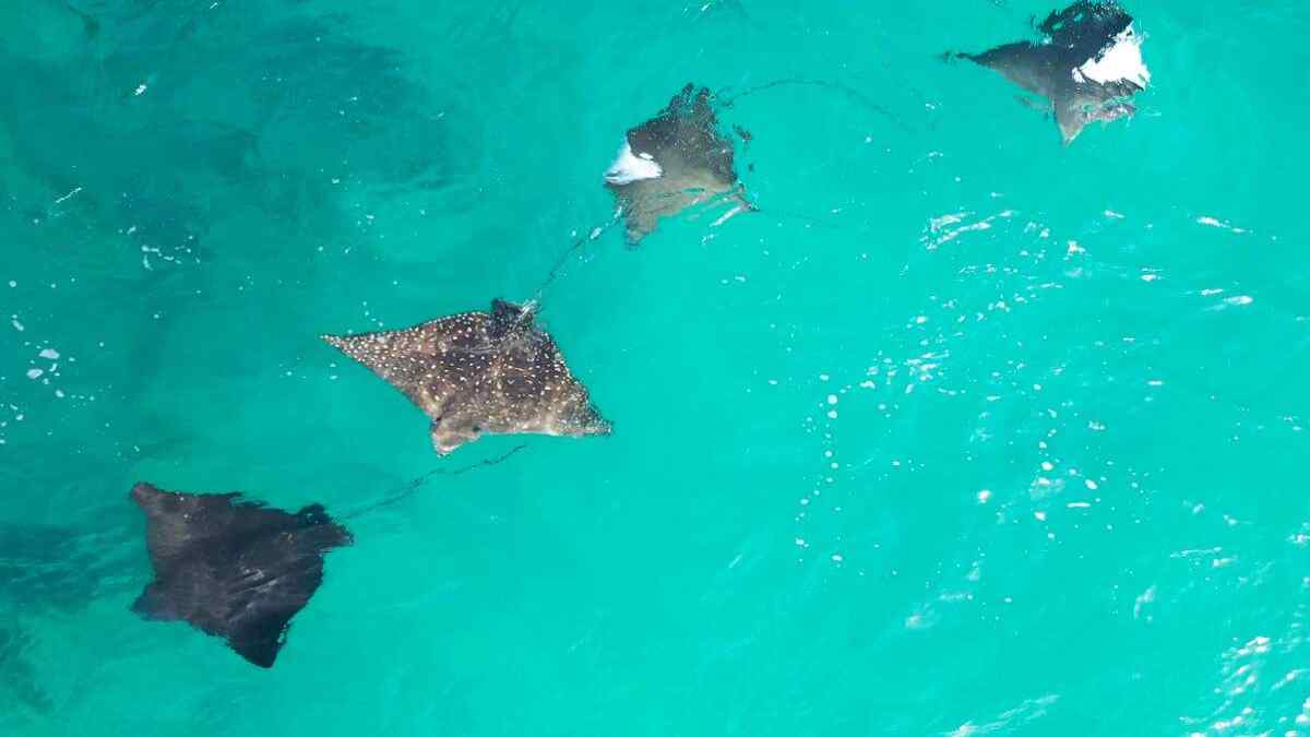 ranijhansimarinenationalparkandamanandnicobarislands1