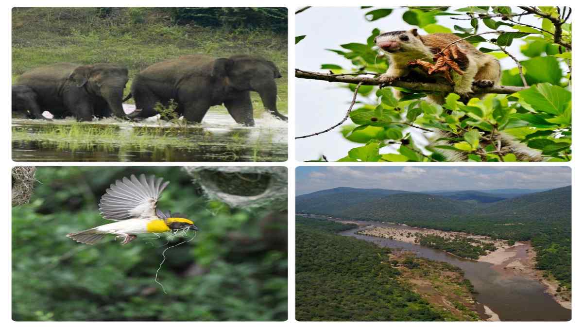 wildlifeintamilnadu wildlifeintamilnadu