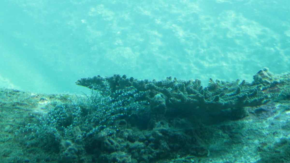 ashizuriunderwaterobservation ashizuriunderwaterobservation
