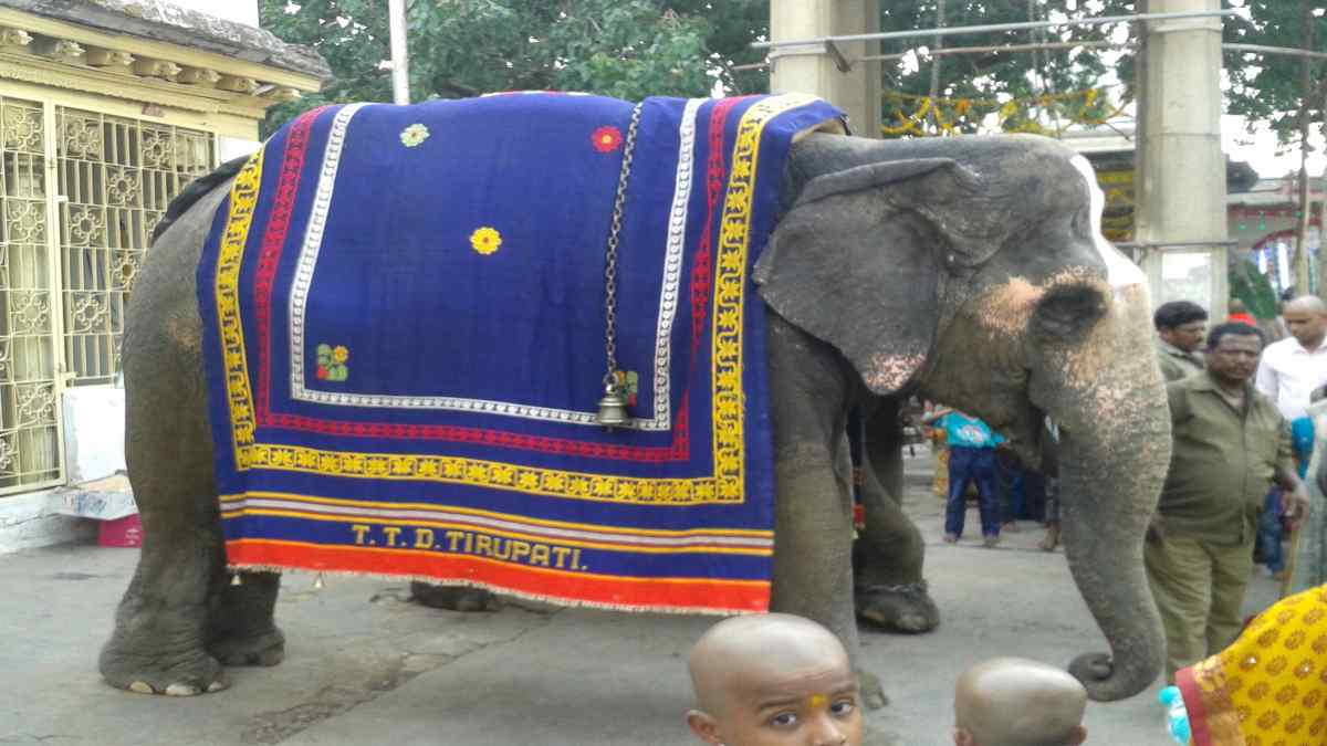 tirupati elephant 