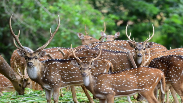 deerpark deerpark