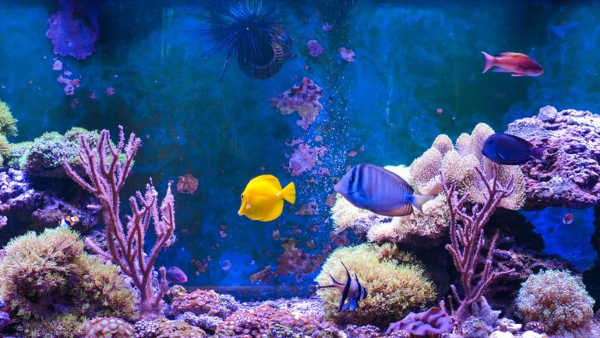 fishtunnel