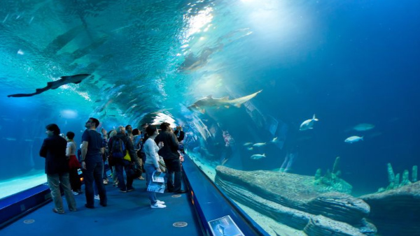 fishtunnel