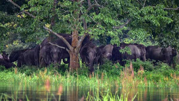 mudumalainationalpark1 mudumalainationalpark1