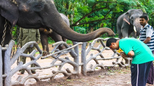 sakrebyleelephantcamp1 sakrebyleelephantcamp1