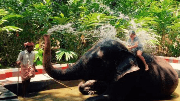 thekkadyelephantcamp thekkadyelephantcamp