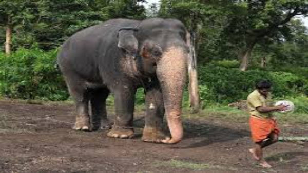 theppakaduelephantcamp theppakaduelephantcamp