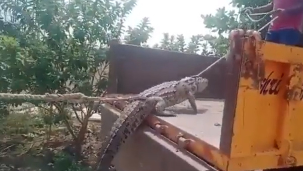 crocodile puducherry crocodile puducherry
