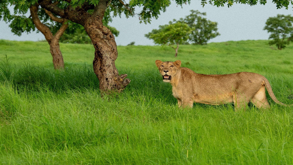 junagad, Gujarat 