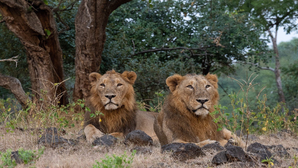 junagad city of lions