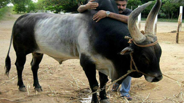 kangeyambullsanctuary1 kangeyambullsanctuary1