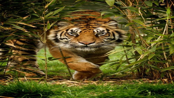 royalbengaltiger