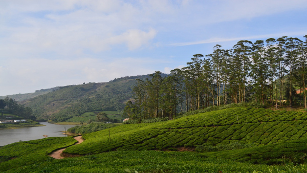 theni theni
