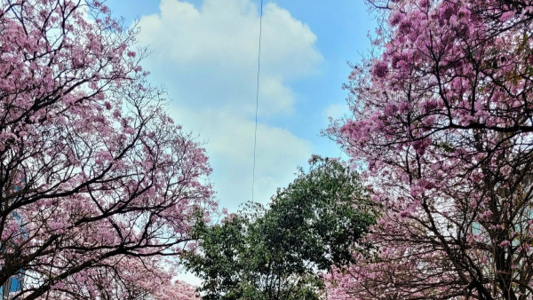 bengaluruturnspink bengaluruturnspink