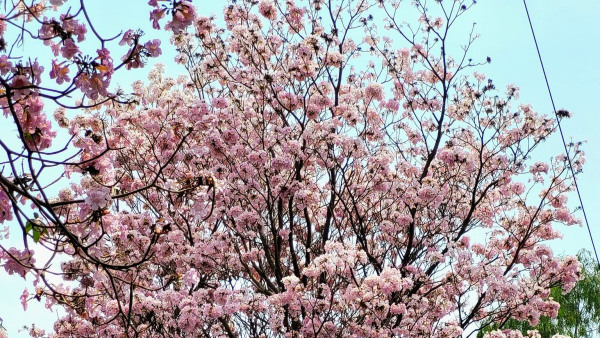 bengaluruturnspink1 bengaluruturnspink1