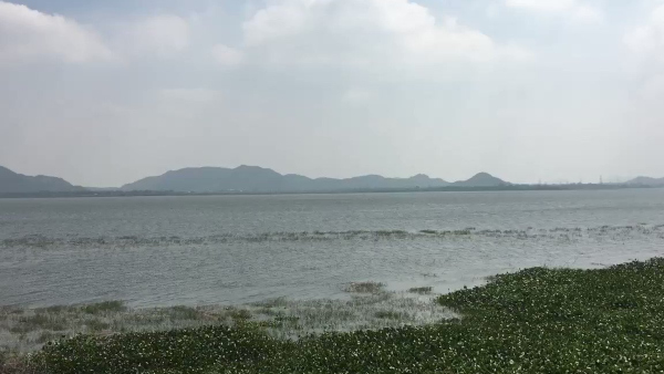 kolavailake
