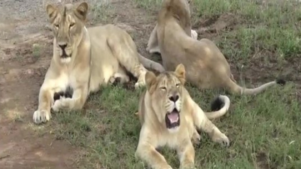 555asiaticlionsdeadinindia 555asiaticlionsdeadinindia