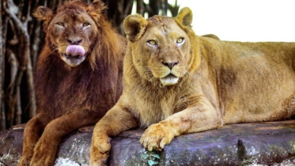 555asiaticlionsdeadinindia 555asiaticlionsdeadinindia